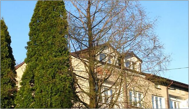 Metasequoia glyptostroboides Marki, Szkolna 43, Marki 05-270 - Zdjęcia