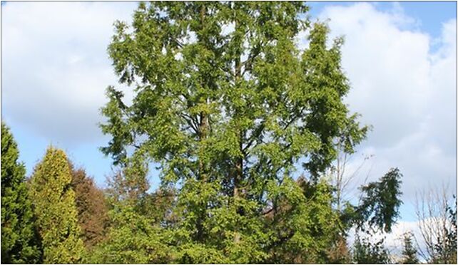 Metasequoia glyptostroboides PAN 5, Prawdziwka, Warszawa 02-973 - Zdjęcia