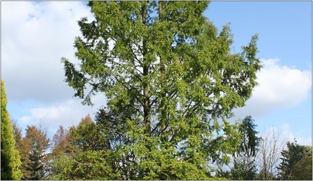 Metasequoia glyptostroboides PAN 6, Prawdziwka, Warszawa 02-973 - Zdjęcia