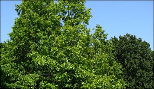 Metasequoia glyptostroboides PAN, Opieńki, Warszawa 02-973 - Zdjęcia