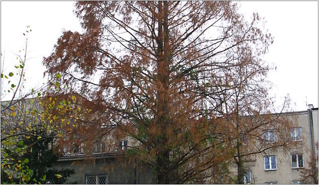 Metasequoia glyptostroboides Poland, Adampolska 13, Warszawa 03-913 - Zdjęcia