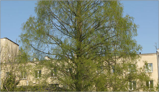 Metasequoia glyptostroboides Warsaw HR, Adampolska 13, Warszawa 03-913 - Zdjęcia