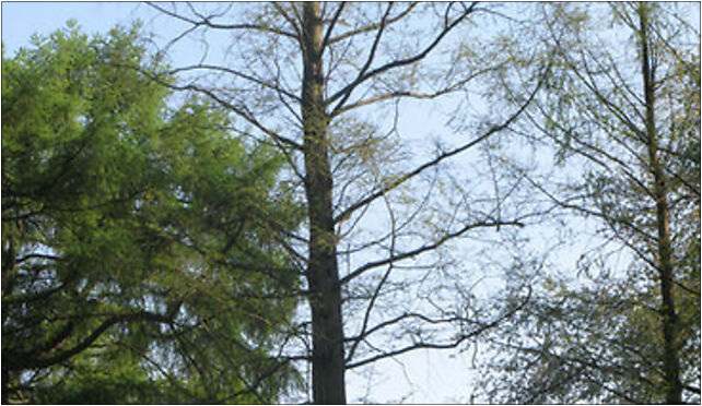 Metasequoia glyptostroboides Warsaw, Aleje Ujazdowskie, Warszawa 00-460 - Zdjęcia