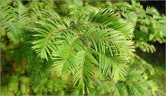Metasequoia glyptostroboides liscie, Chocimska 3, Marki 05-270 - Zdjęcia