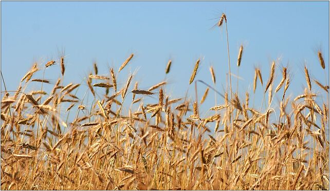 Mieroszyno - Rye fields, Myśliwska, Czarny Młyn 84-103 - Zdjęcia