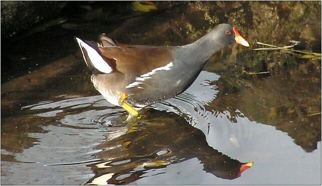 Moorhen, Grodkowska 11, Otmuchów 48-385 - Zdjęcia