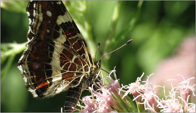 Motyl IMG 2406, Lubelska, Zabrze 41-800 - Zdjęcia