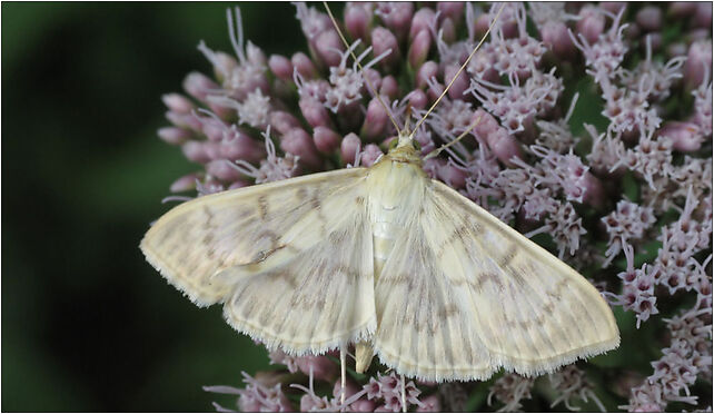 Motyl IMG 3035, Lubelska, Zabrze 41-800 - Zdjęcia