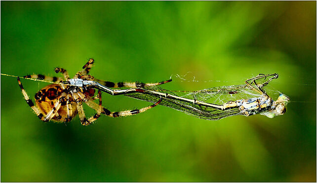 Mr. Spider invited Miss Dragonfly for a dinner, Wdzydze, Wdzydze 83-406 - Zdjęcia