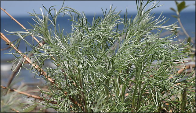 Mrzezyno Artemisia campestris littoral 2010, Tysiąclecia, al. 18 72-330 - Zdjęcia