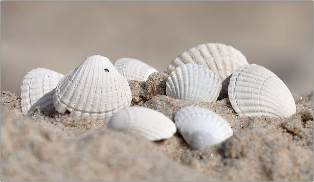 Mrzezyno Cerastoderma glaucum shells 2010-05 A, Tysiąclecia, al. 18 72-330 - Zdjęcia