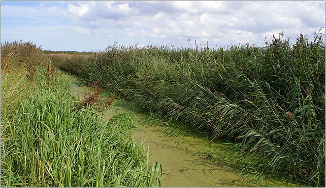 Mrzezyno II Canal along the road 2009-09, Włodarka, Włodarka 72-320 - Zdjęcia