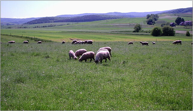 Nagórzany-Sheep, Nadolany, Nadolany 38-506 - Zdjęcia