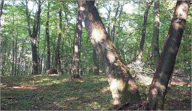 Nature reserve Babsk03, Babsk - Zdjęcia