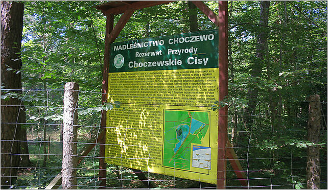 Nature reserve Choczewskie Cisy 01, Cisowa, Sasino 84-210 - Zdjęcia