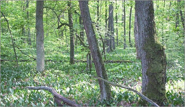 Nature reserve Dabrowa Radziejowska02, Piaskowa, Tartak Brzózki 96-325 - Zdjęcia