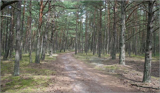 Nature reserve Mierzeja Sarbska - Road 01, Nadmorska, Łeba 84-360 - Zdjęcia