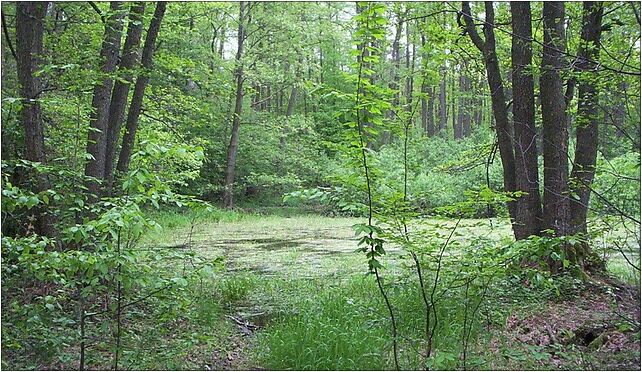 Nature reserve Puszcza Marianska02, Jodłowa, Franciszków 96-315 - Zdjęcia