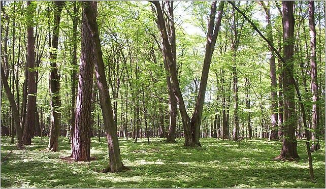 Nature reserve Skulski Las01, Nadleśnictwo Skuły 96-321 - Zdjęcia