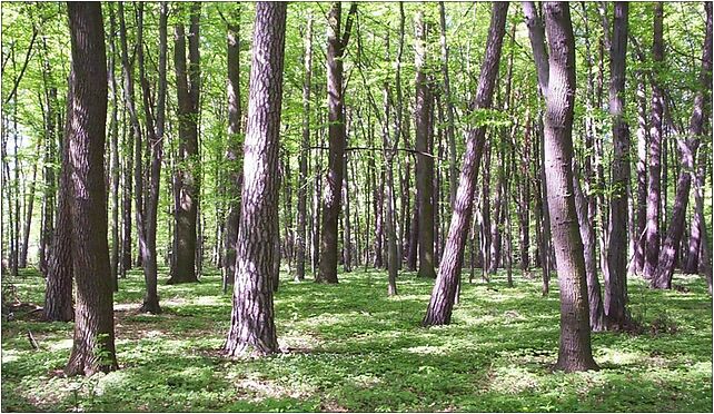 Nature reserve Skulski Las02, Nadleśnictwo Skuły 96-321 - Zdjęcia