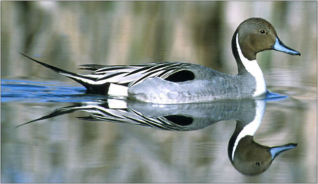 Northern Pintail, Grodkowska 11, Otmuchów 48-385 - Zdjęcia