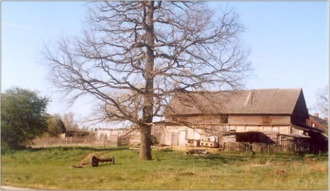 Old tree and farm, Grudki (Gródek), Gmin Bialowieza, Poland, May 2007 - Zdjęcia