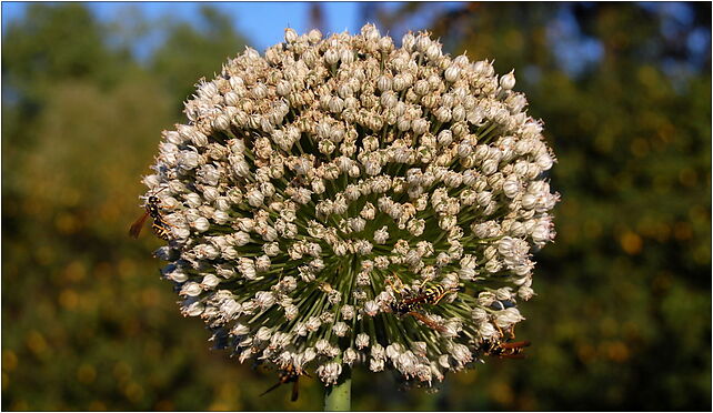 Onion flower, Wilczyska, Wilczyska 21-426 - Zdjęcia