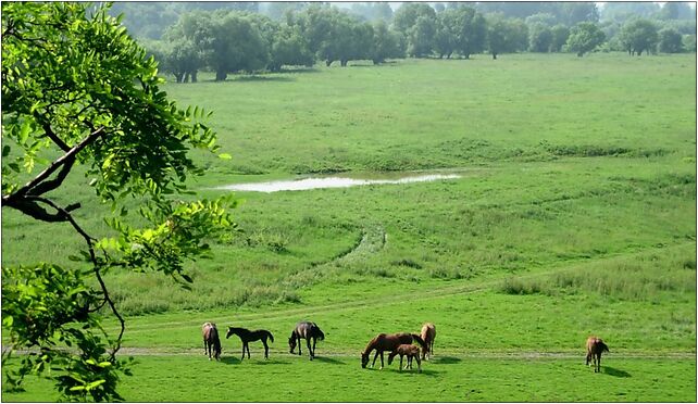 Opatowiec landscape 20060624 0914, Rzeczyska, Rzeczyska 28-520 - Zdjęcia