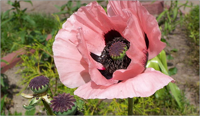 Papaver somniferum 01, Jagiellońska 26, Katowice 40-035 - Zdjęcia