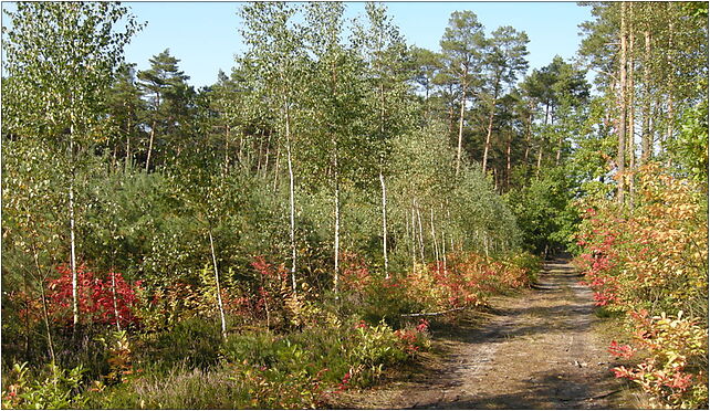 Park Krajobrazowy Rogalin, Arciszewskiego 1/3, Rogalin 62-022 - Zdjęcia