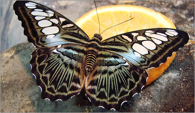 Parthenos sylvia (Wroclaw zoo)-1, Wróblewskiego Zygmunta, Wrocław 51-618 - Zdjęcia