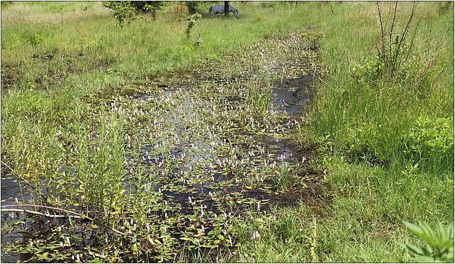 Persicaria amphibia and horse, Sowińskiego Józefa, gen., Marki 05-270 - Zdjęcia