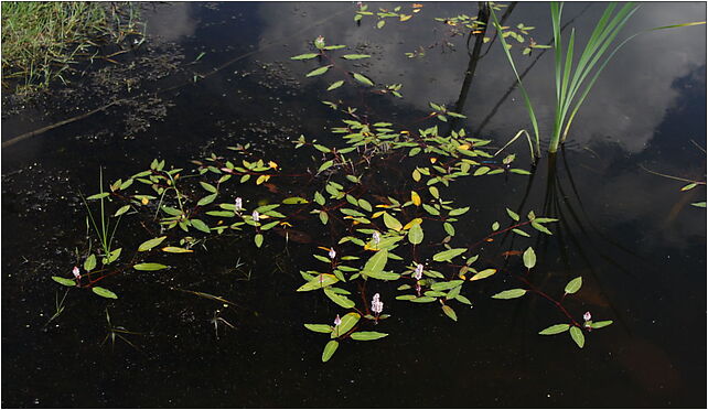 Persicaria amphibia water, Wilcza, Marki 05-270 - Zdjęcia