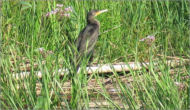 Phalacrocorax carbo Rega 2009-07, Włodarka, Włodarka 72-320 - Zdjęcia