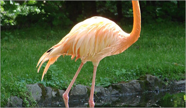 Phoenicopterus ruber (Wroclaw zoo), Wróblewskiego Zygmunta 51-618 - Zdjęcia