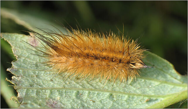 Phragmatobia fuliginosa caterpillar IMG 3532 (Nemo5576), Zgierz 76-220 - Zdjęcia