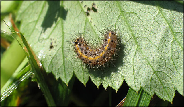 Phragmatobia fuliginosa young caterpillar IMG 3503 (Nemo5576) 76-220 - Zdjęcia