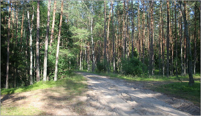 Piaśnica Forest - Road, Kaszubska, Wielka Piaśnica 84-106 - Zdjęcia