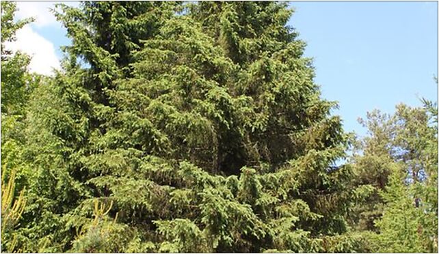 Picea schrenkiana Rogów 2, Leśna, Rogów 95-063 - Zdjęcia