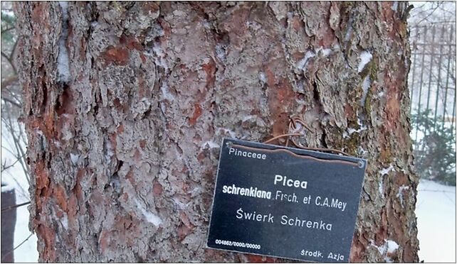 Picea schrenkiana bark, Aleje Ujazdowskie, Warszawa 00-460 - Zdjęcia