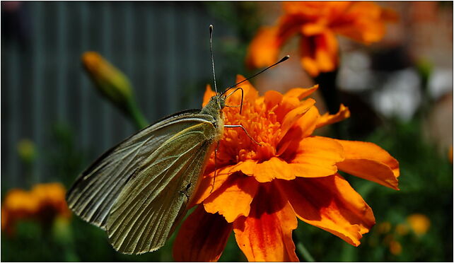 Pieris brassicae na kwiatku, Wilczyska, Wilczyska 21-426 - Zdjęcia