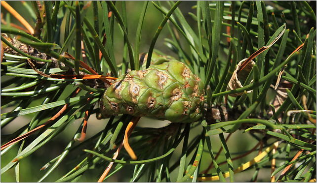 Pinus banksiana cone 2, Księżycowa 18, Marki 05-270 - Zdjęcia