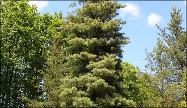 Pinus monticola Rogów, Leśna, Rogów 95-063 - Zdjęcia