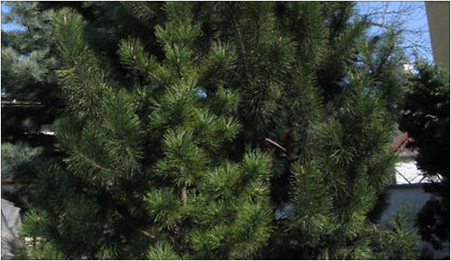Pinus mugo nothosubsp. rotundata tree 03 B, Chocimska 3, Marki 05-270 - Zdjęcia
