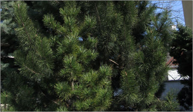 Pinus mugo nothosubsp. rotundata tree 03, Chocimska 3, Marki 05-270 - Zdjęcia