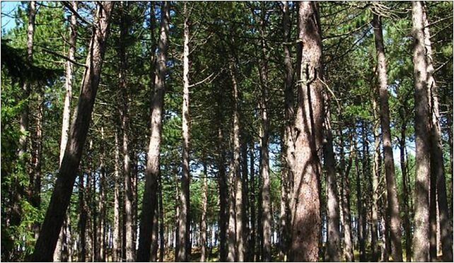 Pinus nigra Łeba, Jachtowa, Łeba 84-360 - Zdjęcia