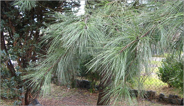 Pinus ponderosa branch cultivated Poland, Chocimska 3, Marki 05-270 - Zdjęcia