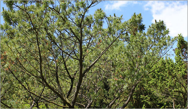 Pinus pumila Rogów, Leśna, Rogów 95-063 - Zdjęcia