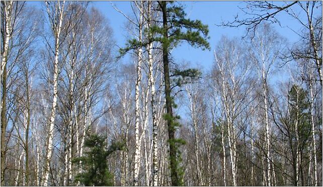 Pinus rigida Poland 02, Kroczewska, Warszawa 03-287 - Zdjęcia