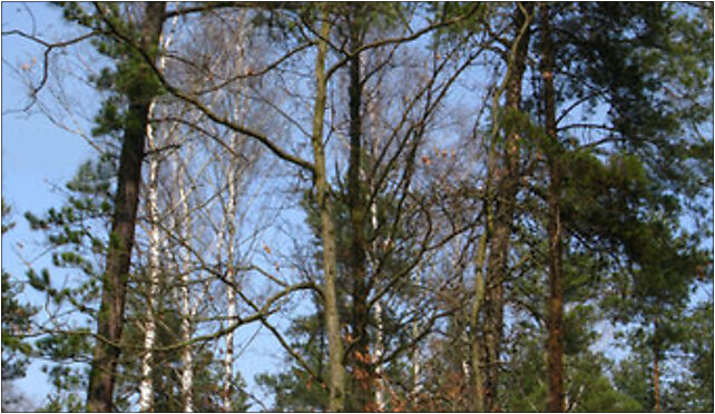 Pinus rigida and banksiana, Warszawa od 00-001 do 00-999, od 01-001 do 01-999, od 02-001 do 02-999, od 03-001 do 03-998, od 04-001 do 04-998, od 05-075 do 05-077 - Zdjęcia